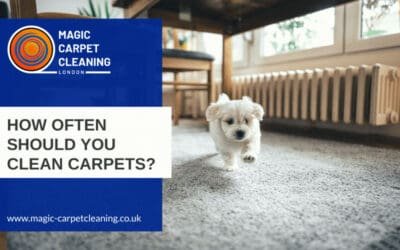 How Often Should You Clean Carpets? | Magic Carpet Cleaning